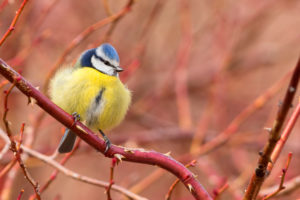 Eurasian Blue Tit (Cyanistes caeruleus), adult perched on a dog rose, Opi, Abruzzo, Italy Eurasian Blue Tit (Cyanistes caeruleus), adult perched on a dog rose, Opi, Abruzzo, Italy